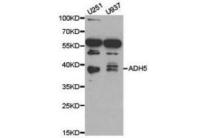 Western Blotting (WB) image for anti-Alcohol Dehydrogenase 5 (Class III), chi Polypeptide (ADH5) antibody (ABIN1870820)