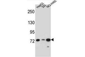 Western blot analysis of LNX2 Antibody (C-term) in HepG2, 293, NCI-H460 cell line lysates (35ug/lane). (LNX2 antibody  (C-Term))