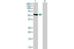 Western Blot analysis of CRTAC1 expression in transfected 293T cell line by CRTAC1 MaxPab polyclonal antibody.