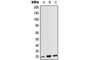 Western blot analysis of CD3g expression in HEK293T (A), Raw264. (CD3G antibody  (Center))
