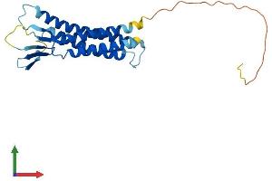 AlphaFold protein structure predicition of Human Recombinant CLDN10 Protein, UniprotID P78369
