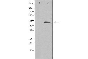 Western blot analysis of extracts from 293 cells, using ARMX2 antibody. (ARMCX2 antibody  (Internal Region))