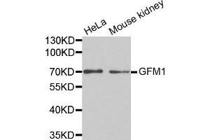 Western Blotting (WB) image for anti-G-Elongation Factor, Mitochondrial 1 (GFM1) antibody (ABIN1872802) (GFM1 antibody)