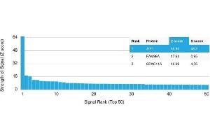 Analysis of Protein Array containing >19,000 full-length human proteins using AIF1 Mouse Monoclonal Antibody (rAIF/1909) Z- and S- Score: The Z-score represents the strength of a signal that a monoclonal antibody (Monoclonal Antibody) (in combination with a fluorescently-tagged anti-IgG secondary antibody) produces when binding to a particular protein on the HuProtTM array. (Recombinant Iba1 antibody  (AA 1-146))