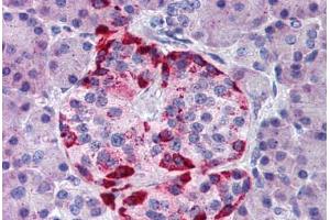 Human Pancreas (formalin-fixed, paraffin-embedded) stained with EPHA2 antibody ABIN291771 at 10 ug/ml followed by biotinylated goat anti-rabbit IgG secondary antibody ABIN481713, alkaline phosphatase-streptavidin and chromogen. (EPH Receptor A2 antibody  (AA 450-500))