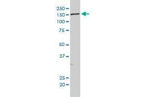 NCAPD3 antibody  (AA 1-341)