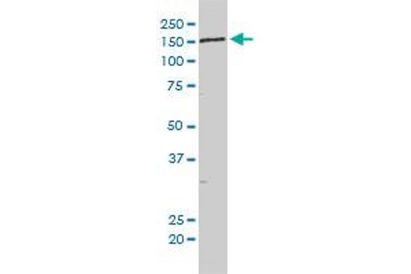 NCAPD3 antibody  (AA 1-341)