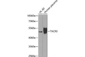 Western blot analysis of extracts of various cell lines using TACR3 Polyclonal Antibody at dilution of 1:1000. (TACR3 antibody)