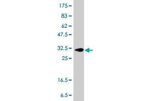 Western Blot detection against Immunogen (34. (TUSC2 antibody  (AA 31-110))