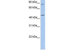 POLK antibody used at 1 ug/ml to detect target protein. (POLK antibody)