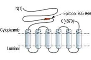 anti-Ryanodine Receptor 3 (RYR3) (AA 935-949), (Intracellular), (N-Term) antibody