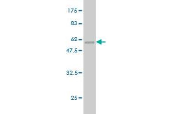 TSSK3 antibody  (AA 1-268)