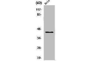 Western Blot analysis of HeLa cells using USF-2 Polyclonal Antibody (USF2 antibody  (Internal Region))