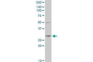 GSTT2 MaxPab rabbit polyclonal antibody. (GSTT2 antibody  (AA 1-244))