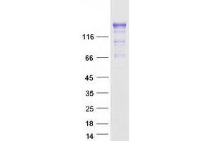 Validation with Western Blot (PRAGMIN Protein (Myc-DYKDDDDK Tag))