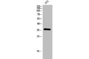 Western Blot analysis of 3T3 cells using Olfactory receptor 5A2 Polyclonal Antibody (OR5A2 antibody  (C-Term))