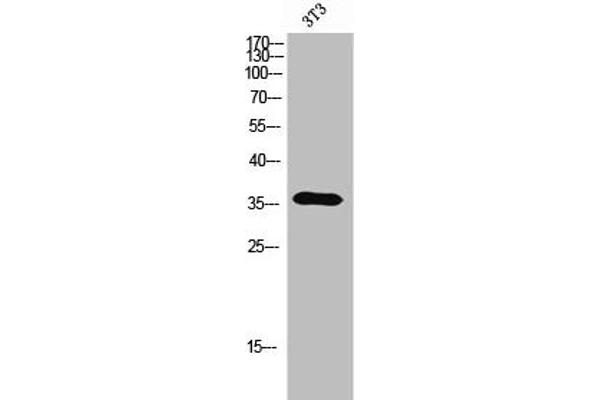 OR5A2 antibody  (C-Term)