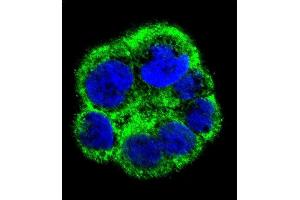 Confocal immunofluorescent analysis of PCYT1A Antibody (N-term) (ABIN656103 and ABIN2845445) with WiDr cell followed by Alexa Fluor 488-conjugated goat anti-rabbit lgG (green). (PCYT1A antibody  (N-Term))