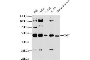 Western blot analysis of extracts of various cell lines, using CD27 antibody. (CD27 antibody)