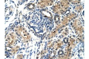TIMELESS antibody was used for immunohistochemistry at a concentration of 4-8 ug/ml to stain Epithelial cells of renal tubule (arrows) in Human Kidney. (TIMELESS antibody  (N-Term))