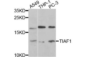 Western blot analysis of extracts of various cells, using TIAF1 antibody.