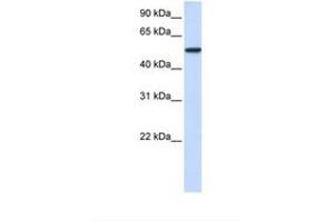 Image no. 1 for anti-Karyopherin alpha 3 (Importin alpha 4) (KPNA3) (N-Term) antibody (ABIN6738978) (KPNA3 antibody  (N-Term))