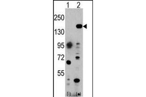 Western blot analysis of EHMT1 (arrow) using rabbit polyclonal EHMT1 Antibody (C-term) (ABIN387855 and ABIN2844017). (EHMT1 antibody  (C-Term))