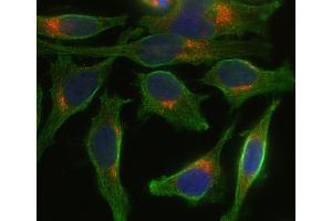 Indirect immunostaining of Hela cells with anti-syntaxin 8 (dilution 1 : 100; red) and mouse anti-α-tubulin (ABIN1742547, dilution 1 : 100; green). (STX8 antibody  (AA 1-215))