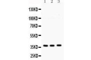 Anti- Syntaxin 1a Picoband antibody, Western blotting All lanes: Anti Syntaxin 1a  at 0.