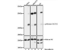 Western blot analysis of extracts of NIH/3T3 cells, using phospho-STK4-T387 pAb (ABIN3023615, ABIN3023616, ABIN3023617 and ABIN6225469) at 1:1000 dilution or Histone H3 antibody . (Histone 3 antibody  (pThr11))