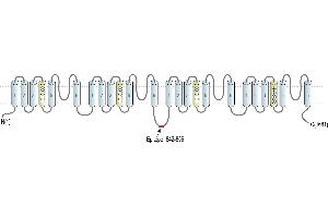 Representative domain view of the target of ABIN7581963.