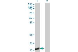 Western Blot analysis of UBL4A expression in transfected 293T cell line by UBL4A MaxPab polyclonal antibody. (UBL4A antibody  (AA 1-157))