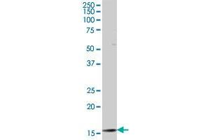 TAF12 antibody  (AA 1-161)