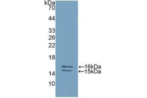 Detection of Recombinant IL23, Human using Polyclonal Antibody to Interleukin 23 Subunit Alpha (IL23a) (IL23A antibody  (AA 20-189))