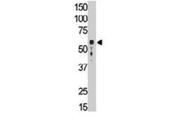 SIGLEC9 anticorps  (C-Term)