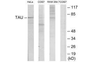 Western blot analysis of extracts from HeLa/COS7/RAW246. (MAPT antibody  (Ser235))