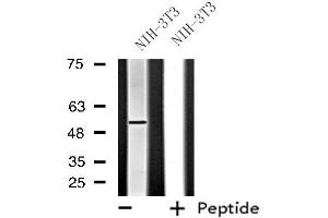 Western blot analysis of extracts from NIH-3T3 cells, using FGFRL1 antibody. (FGFRL1 antibody  (Internal Region))