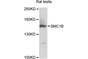 Western blot analysis of extracts of rat testis, using SMC1B antibody (ABIN6293580) at 1:3000 dilution.