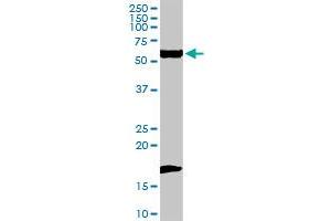 FANCC antibody  (AA 1-558)