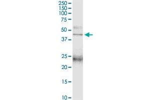 PTAFR MaxPab polyclonal antibody. (PTAFR antibody  (AA 1-342))
