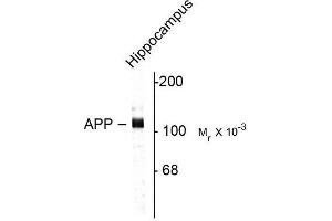 Image no. 1 for anti-Amyloid beta (A4) Precursor Protein (APP) (C-Term) antibody (ABIN372589) (APP antibody  (C-Term))