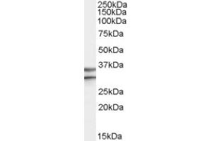 Image no. 1 for anti-G Protein-Coupled Receptor 3 (GPR3) (Internal Region) antibody (ABIN375204) (GPR3 antibody  (Internal Region))