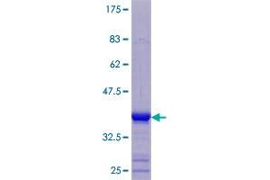 Keratin Associated Protein 3-3 (KRTAP3-3) (AA 1-98) protein (GST tag)