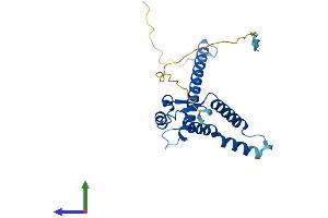AlphaFold protein structure predicition of Mouse Recombinant Tma16 Protein, UniprotID Q9CR02 (C4orf43 Protein (AA 1-221) (His tag))