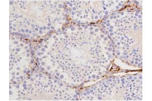 ABIN6267358 at 1/200 staining Mouse testis tissue sections by IHC-P. (MAPT antibody  (pThr212))