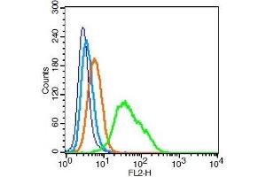 Human U937 cells probed with 	ICAM1 Polyclonal Antibody, Unconjugated  at 0. (ICAM1 antibody  (AA 51-100))