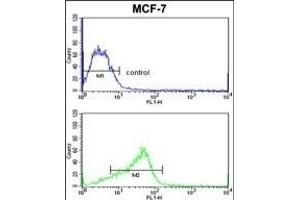 AD Antibody (C-term) (ABIN652337 and ABIN2841552) flow cytometric analysis of MCF-7 cells (bottom histogram) compared to a negative control cell (top histogram). (ADAM9 antibody  (C-Term))