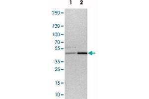 Western blot analysis of cell lysates with WDR53 polyclonal antibody  at 1:250-1:500 dilution.