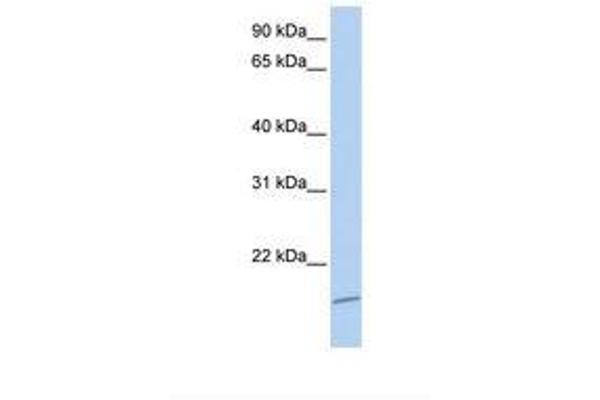 ASCL4 antibody  (N-Term)