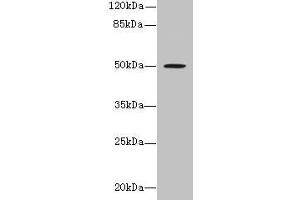 Western blot All lanes: RUNDC3A antibody at 1. (RUNDC3A antibody  (AA 1-405))